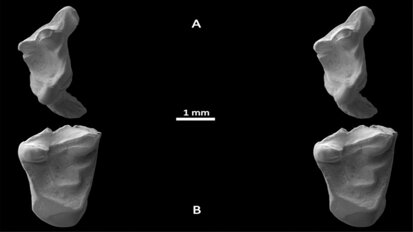 Fossil teeth trace human lineage to rat-like creature