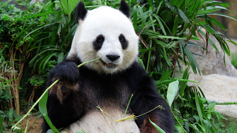 Zahnschmelz des Pandas als Maßstab für Zahnersatz