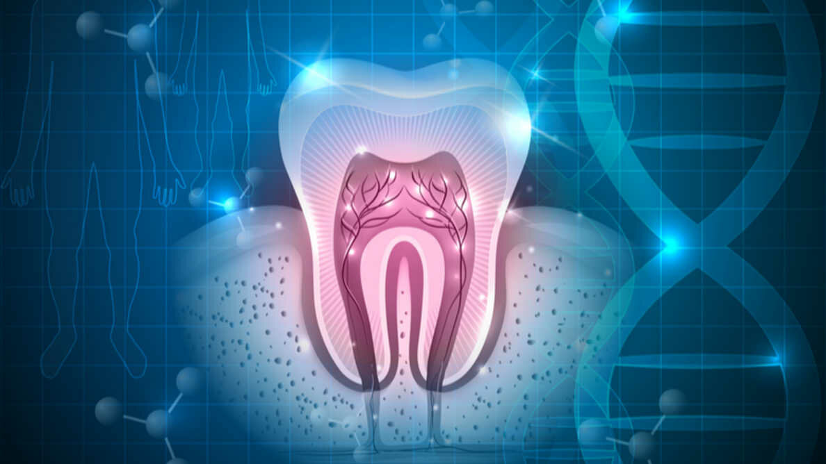 De nouvelles recherches pourraient accélérer la dentisterie régénérative