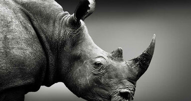 Naukowcy wydobywają obszerne dane z 1,77-milionowego zęba nosorożca