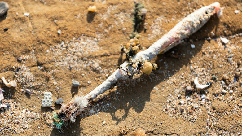 Plastic toothbrush clearance