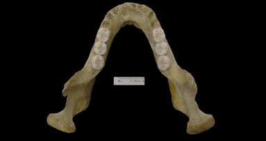 Fossil mandible points to complexity of Neanderthals’ origin