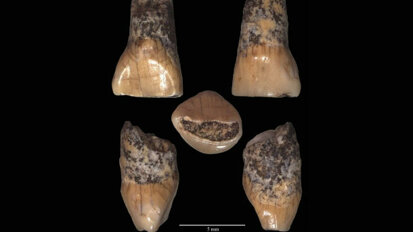 Trovato ad Isernia il dente deciduo di un bimbo di 600 mila anni fa. Molto probabilmente il resto umano più antico scoperto in Italia