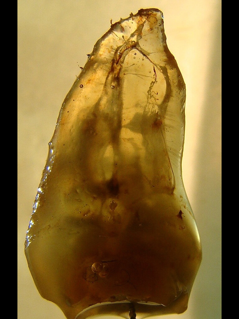 Fig. 4: Cleared tooth showing the true complexity of the anatomy within this molar tooth. (Courtesy of Dr. Sergio Rosler)