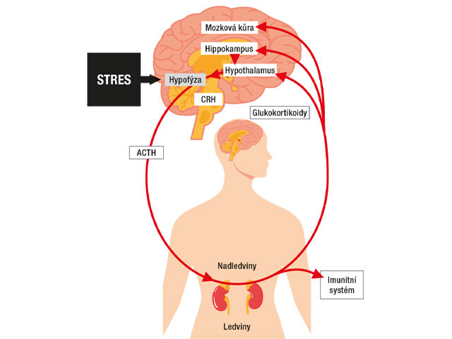 Stresová smyčka mozek - tělo