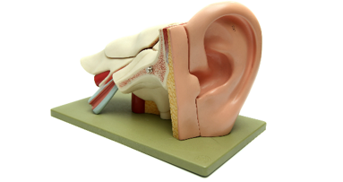 Dentisti a rischio di perdita dell’udito