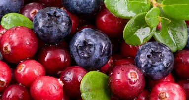 Estudo indica potencial de extrato de berry para combater bactérias dentárias