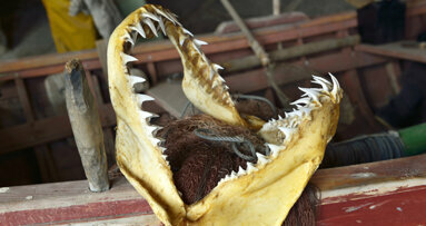 Härte- und Kariesbeständig: Der Zahnschmelz der Haie