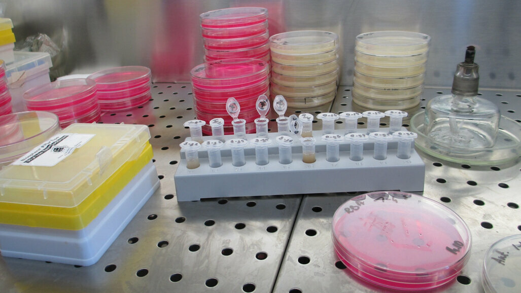 Polscy naukowcy współtwórcami sposobu na oporne bakterie