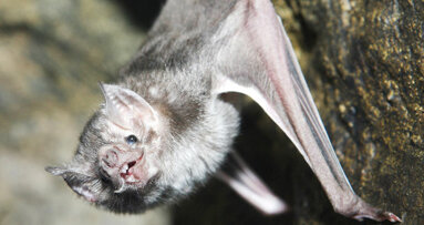 GPS technology to map bat teeth