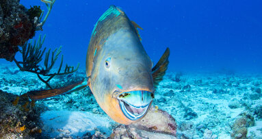 Parrotfish tooth research may ring in new era of biomaterial development