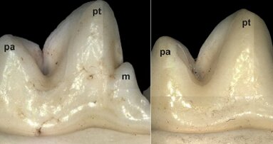 FOXI3 gene may be involved in human dental cusp formation