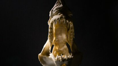 Prehistorik ve İlkçağlarda Fosil Dişler ve Diş Tedavilerine Genel Bir Bakış