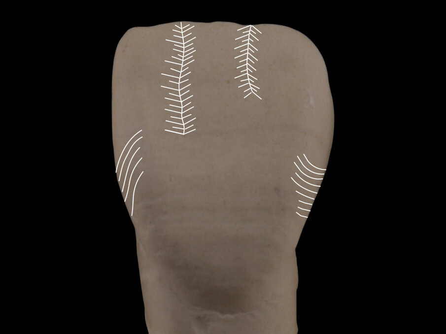 Fig. 12 - Linee verticali ondulate e piccoli segmenti obliqui di direzioni diverse creano una superficie dettagliata sui lobi facciali. Dal bordo incisale verso il terzo centrale del dente, il contrasto tra i segni ascendenti e discendenti.