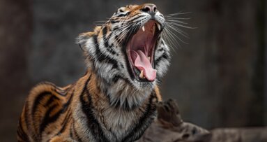Column Richard Mastwijk: De tandeloze tijger
