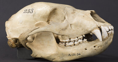 Whose gnashers? The form and function of mammalian teeth