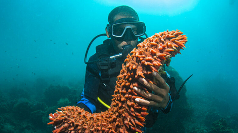 Sequencing of sea cucumber genome may help with tissue regeneration