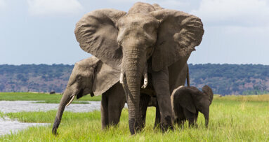 Zahnwechsel führt bei Elefanten zu Jojo-Effekt