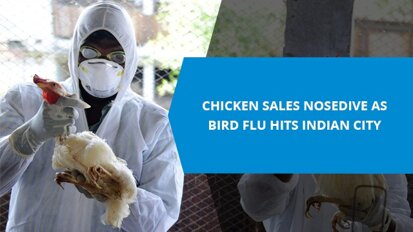 Chicken sales nosedive as bird flu hits Indian city
