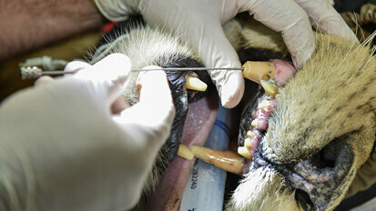 Lions, Dolphins and more: Saving animals’ teeth with root canal treatment from Dentsply Sirona Endodontics