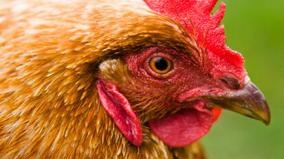 Retour du virus H5N1 de l’influenza aviaire