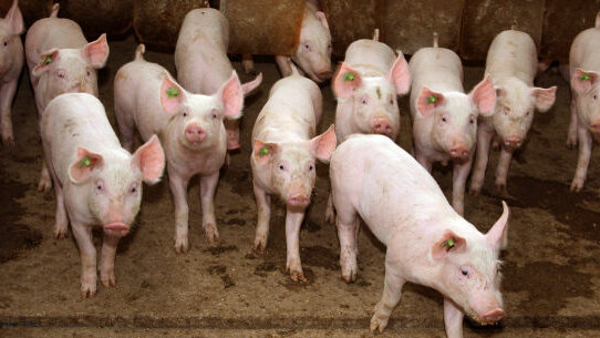 OSAP offers resources for dentists to help prevent spread of swine flu