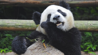 Scientists draw inspiration from giant panda teeth
