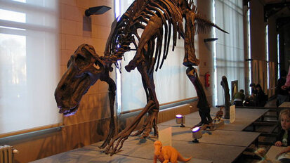 Vegetarische dinosauriërs hadden indrukwekkend gebit