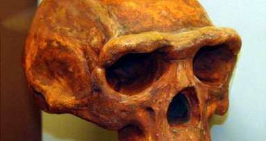 Hoektand pekingmens ontdekt in Zweeds museum