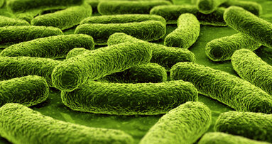Resistente Tuberkulosebakterien auf dem Vormarsch