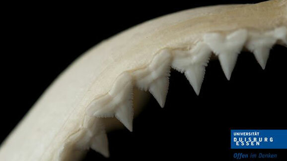 Menschliche Zähne genauso robust wie Haifischzähne