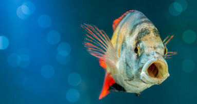 Oral organs of fish capable of tissue regeneration