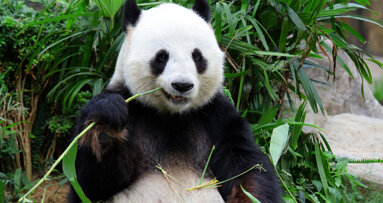 Zahnschmelz des Pandas als Maßstab für Zahnersatz