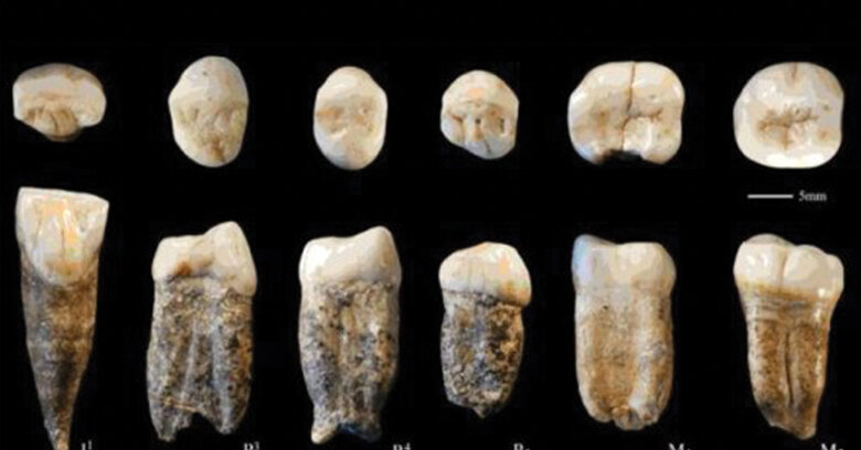 Previously lost fossilised human teeth produce new data