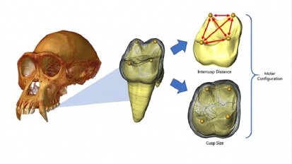 Single developmental rule explains complexity of molar development