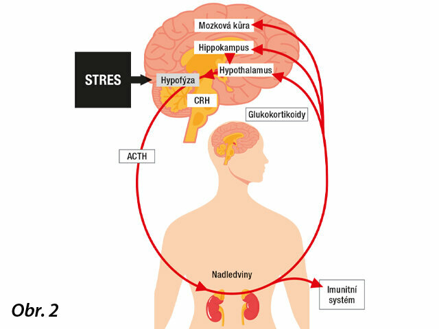 Stresová smyčka mozek - tělo