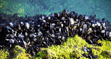 Mussels help researchers develop tougher restorative product