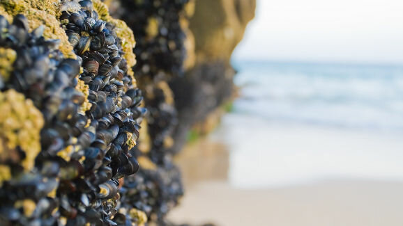 Mussel-inspired substance may remineralise sensitive teeth