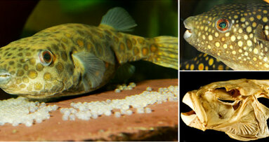 Tooth replacement in puffer fish may advance dental therapies