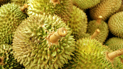 A Durian a day keeps caries away, research from Asia suggests