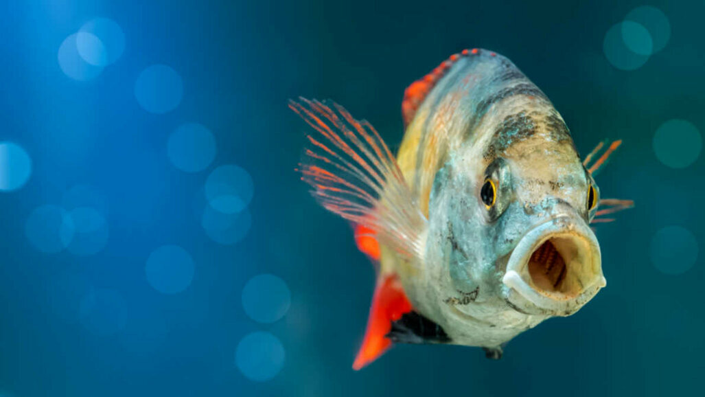 Ustni organi rib, ki so sposobni regenerirati tkivo