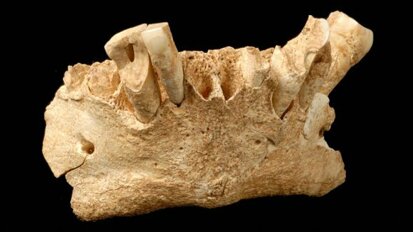 Ancient dental plaque reveals dietary habits of early human species