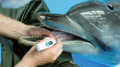 Salvato un delfino grazie alle moderne tecniche odontoiatriche