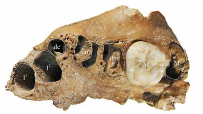 Най-старите вкаменелости от хоминин показват сходства със съвременното дентално развитие