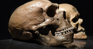 DNA ze zubního plaku ukazuje, že neandertálci používali přírodní analgetika