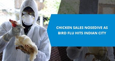 Chicken sales nosedive as bird flu hits Indian city