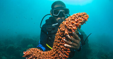 Sequencing of sea cucumber genome may help with tissue regeneration