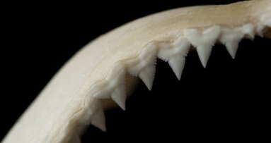 Zubi ajkule mogli bi da budu obećavajući model budućih proteza