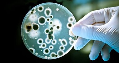 Бактериите, причиняващи пародонтит – манипулация на имунната система