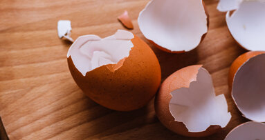 Eggshells may help heal teeth and bones